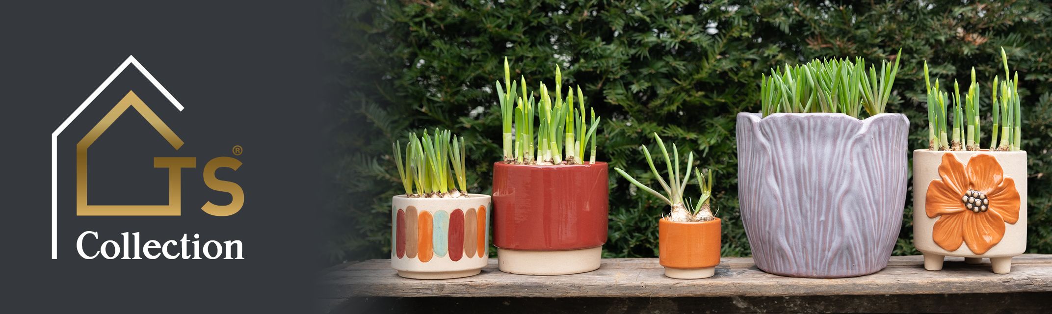 Blumenzwiebeln Blumenzwiebeln