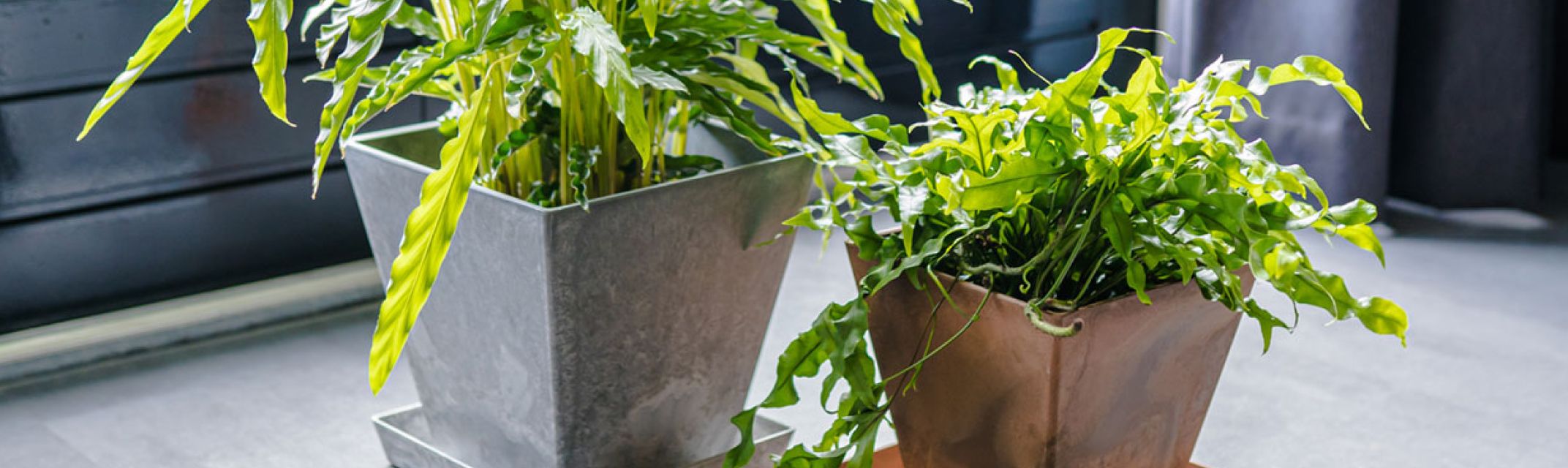 Quadratisch Quadratisch